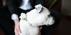 Dog wedding guest