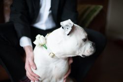 Hannah's Dog Babs, dressed in her beautiful Corsage